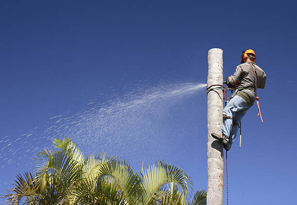 Best Tree Trimming and Pruning  in USA